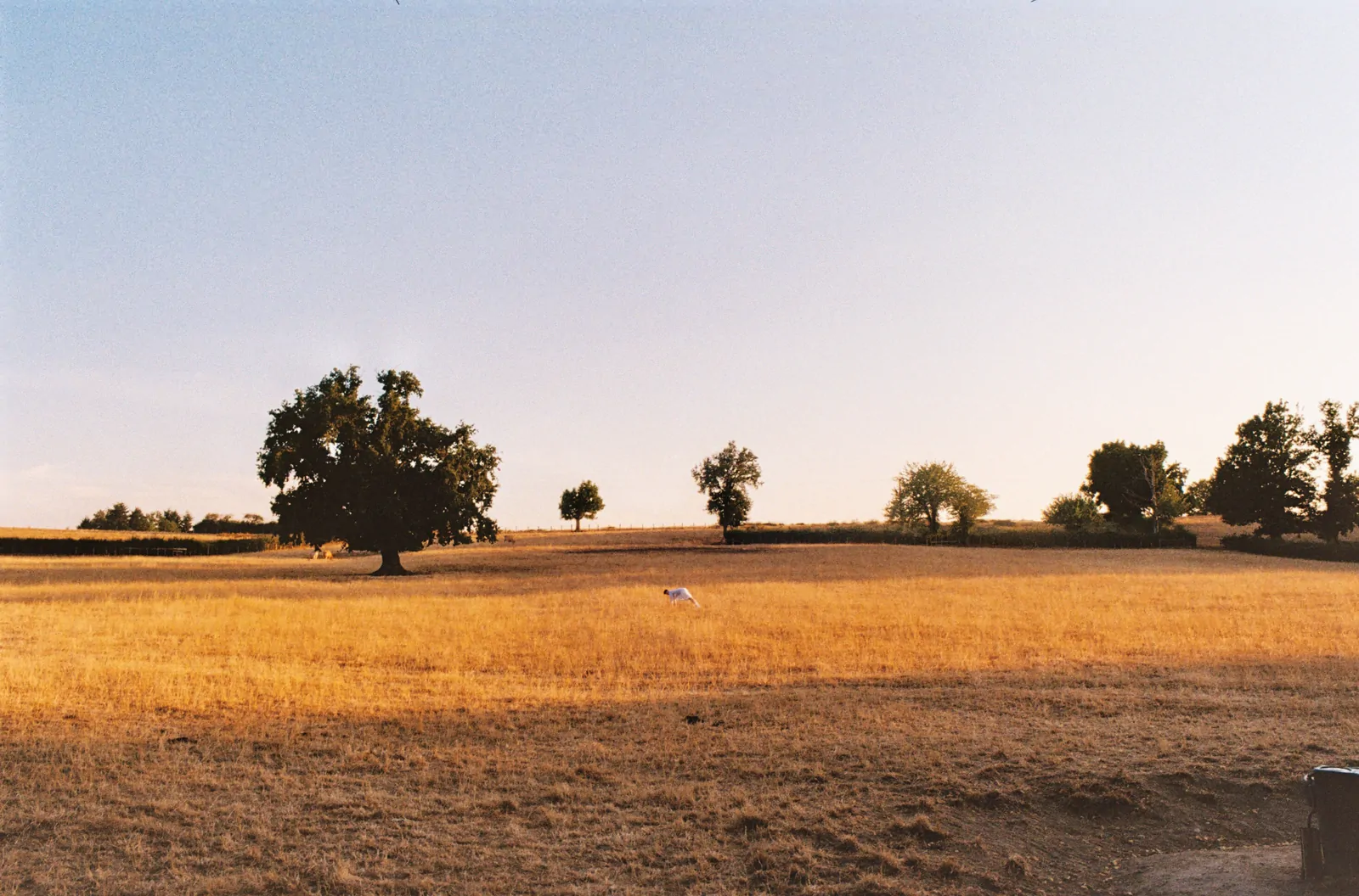 Kodak Gold, 35mm film 11